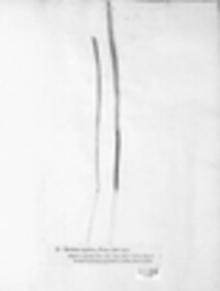 Epichloe typhina image